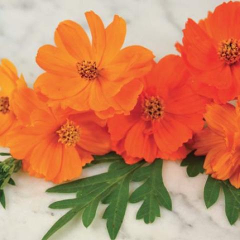 Cosmos in shades of bright orange