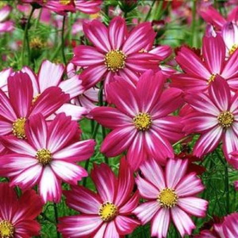 Cosimo Dancing Dolls cosmos, dark pink to white daisies with jagged-end petals