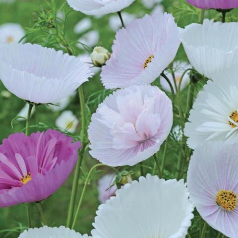 Cosmos Cupcakes Mix, cup-shaped flowers in white, lavender, purple