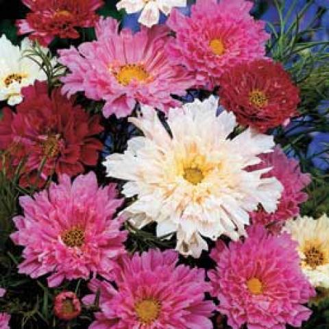 Cosmos 'Double Click', white pink red double daisies