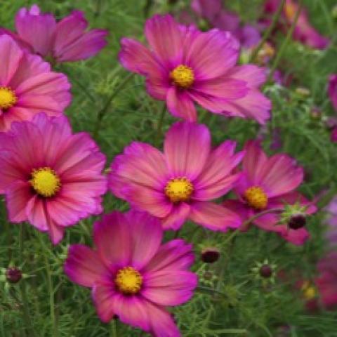 Xsenia cosmos, pink with yellow centers
