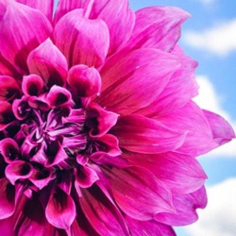 Dahlia Emory Paul, magenta pink decorative double