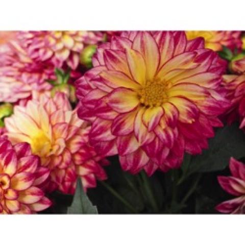 Dahlia Hypnotica Tropical Breeze, dark pink edges and light yellow petals