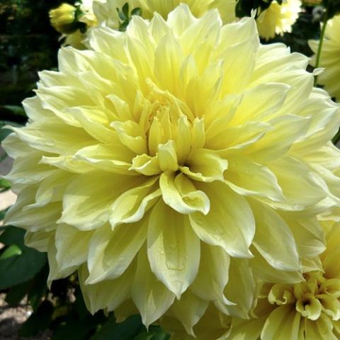 Dahlia Kelvin Floodlight, double giant light yellow