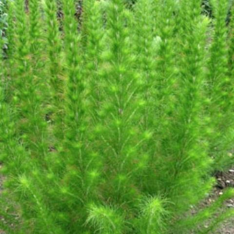 Eupatorium capillifolium, green feathery upright 