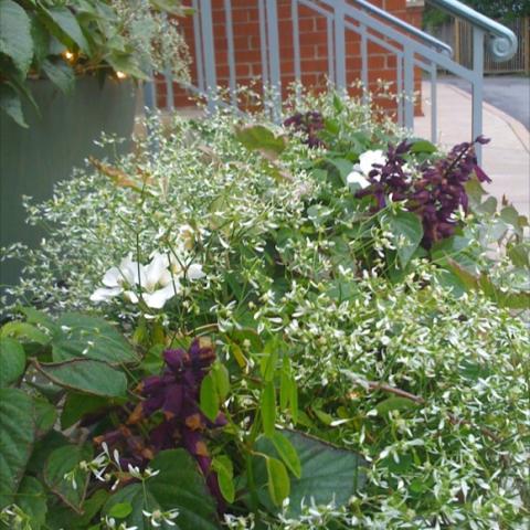 Euphorbia 'Diamond Frost', tiny white flowers fill a window box