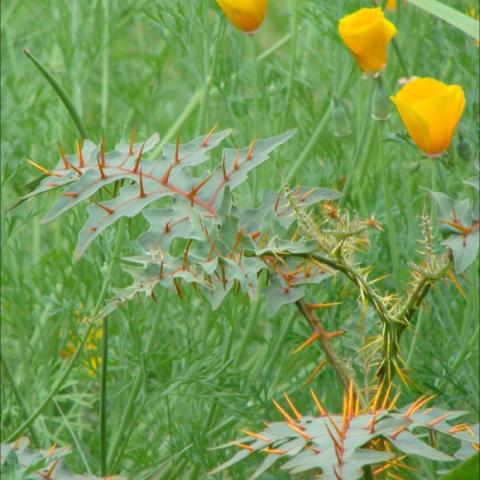 Solanum pyracanthum, green leaf with orange spikes