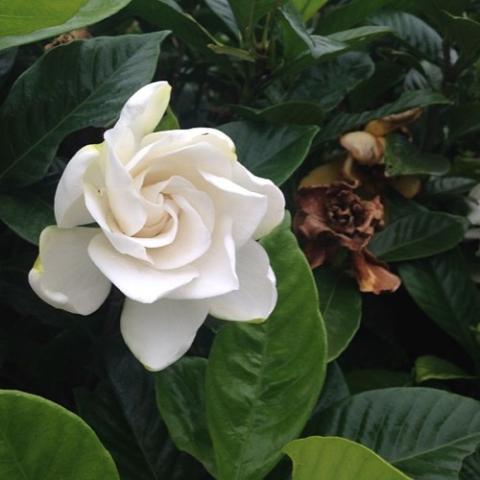 Gardenia jasminoides, waxy white flower