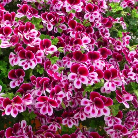 Pelargonium Angel's Perfume, pink and dark pink bicolors, intricate