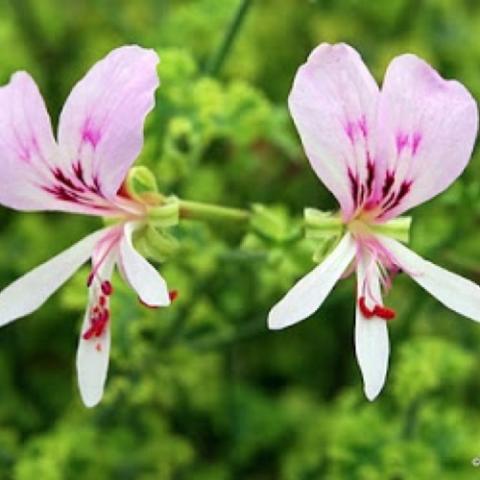 Geranium Cy's Sunburst flowers, light pink with darker markings