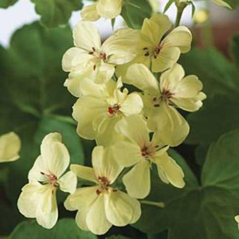 Pelargonium First Yellow Improved, light yellow geranium flowers