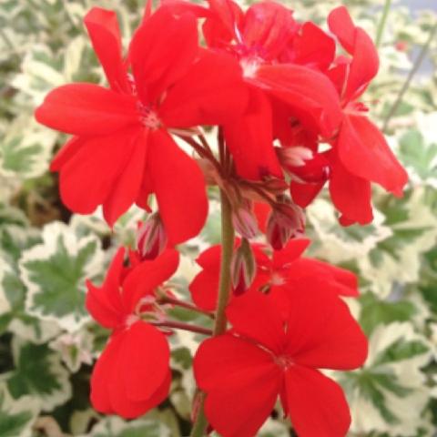 Geranium Fancy Leaf Mint Julep, bright red flowers with green and white leaves  
