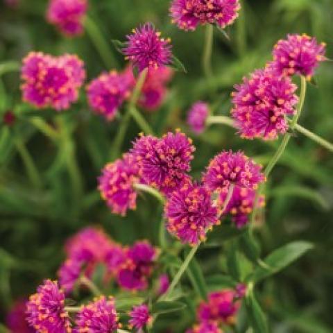 Truffula Pink Gomphrena, pink clusters of flowers