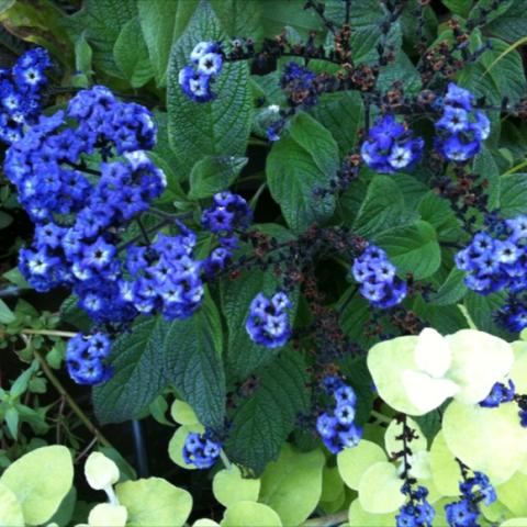 Heliotrope 'Blue Wonder', clusters of blue mini-blossoms