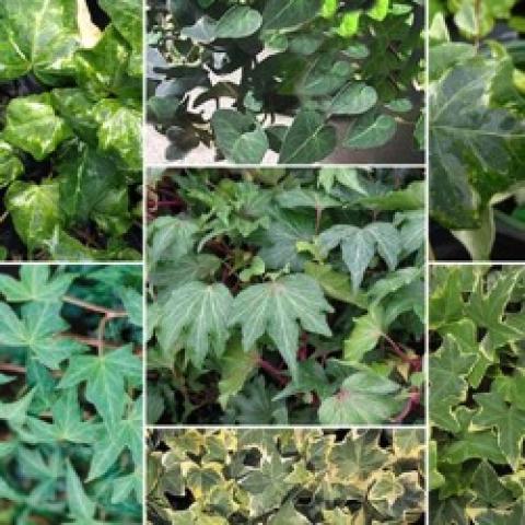 Ivy collection, many different ivies shown