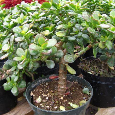 Mini Jade Tree, single trunk with small succulent leaves