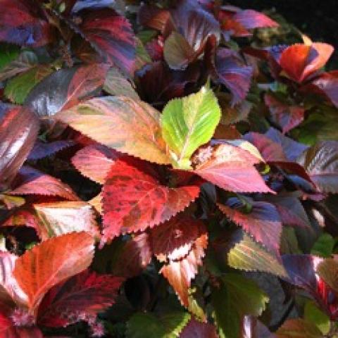 Acalypha wilkesiana, many colored leaves (coppery to green)