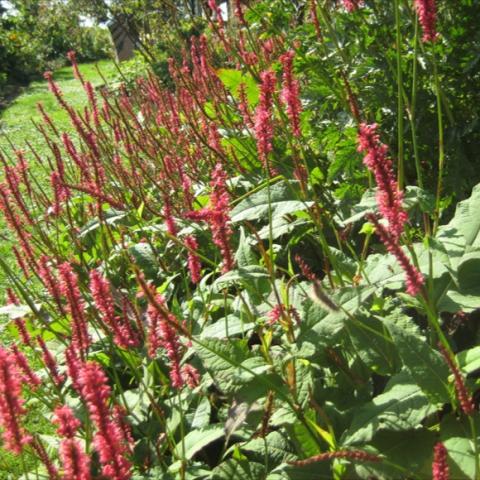 Kiss-Me-Over-the-Garden-Gate, pink narrows spikes of flowers, green leaves 