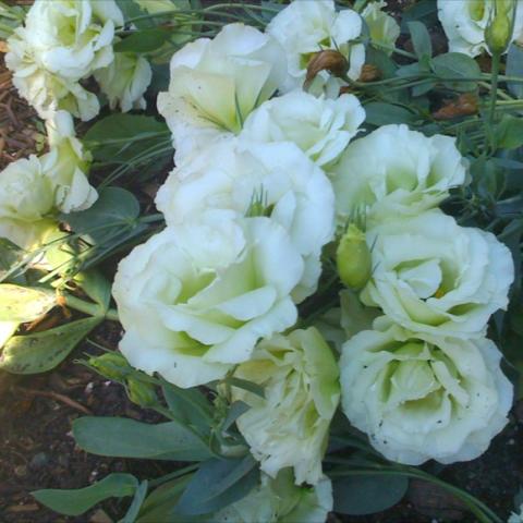 Lisianthus Mariachi Green, light green rose-like blooms