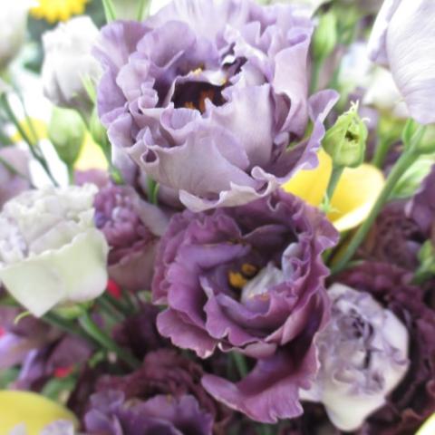 Lisianthus Rosanne Black Pearl, ruffled petals in shades of purple and white