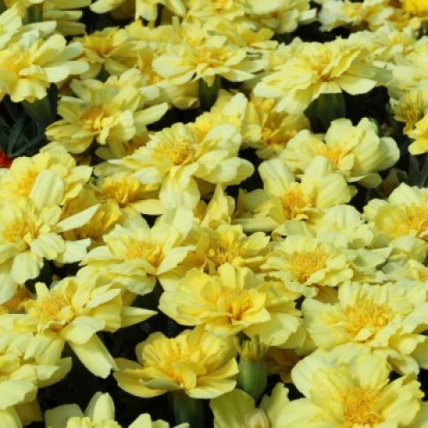 Marigold Vanilla Cream, single petal variety in light yellow