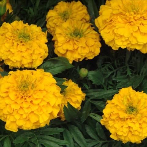 Marigold Inca Gold, yellow-gold double flowers