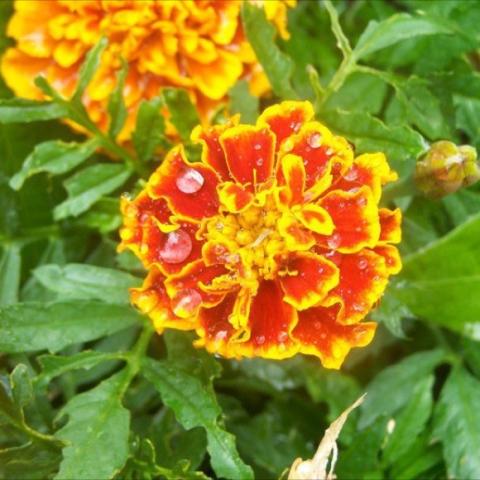 Marigold 'Little Hero Flame', frilly red and yellow blooms