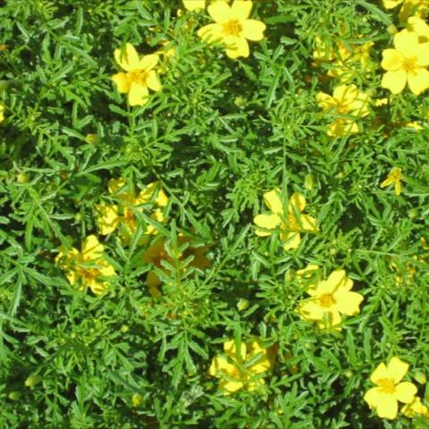 Marigold Signet Lemon Gem, small light yellow flowers