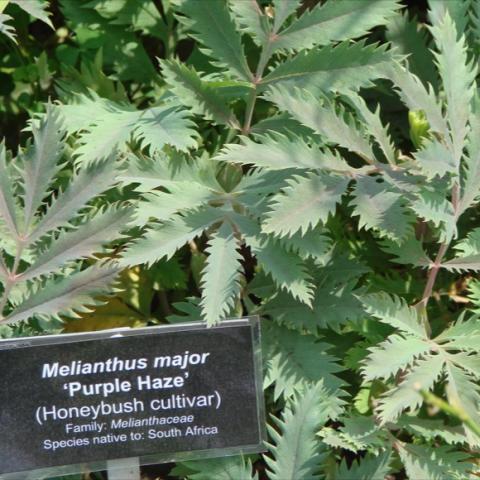 Melianthus major, gray-green leaves