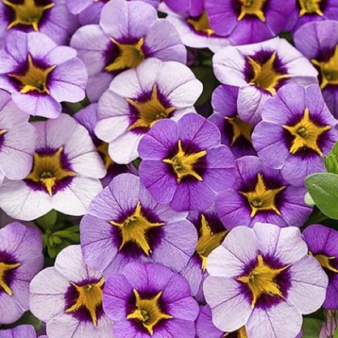 Calibrachoa Evening Star, shades of lavender with gold and purple star eye