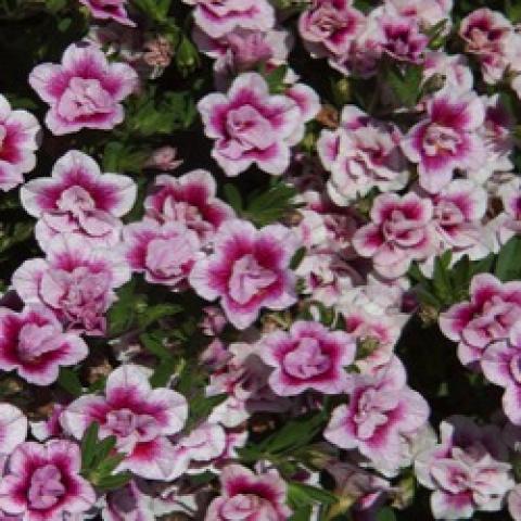 Calibrachoa Uno Double Pink Tastic, dark magenta and white with scalloped edges