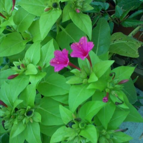 Mirabilis 'Limelight', lime green leaves wth magenta flowers