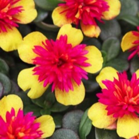 Portulaca ColorBlast Double Guava, five gold petals and dark magenta double center