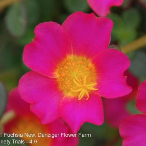 Portulaca Pazzaz Nano Fuchsia, intense magenta with gold center