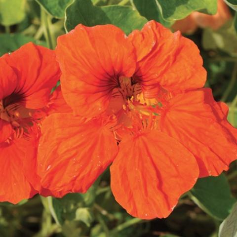 Nasturtium 'Empress of India' orange blooms