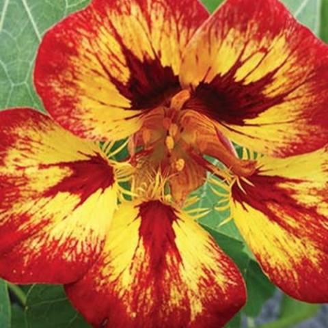 Orchid Flame nasturtium, dark red to burnt orange with yellow, unique