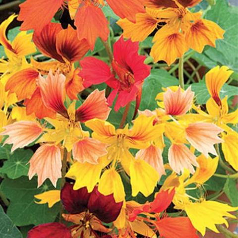 Phoenix nasturtium, yellow marked with orange, jagged edges