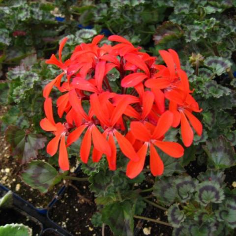 Pelargonium 'Fire Dancer', bright red flowers, leaves with dark red markings