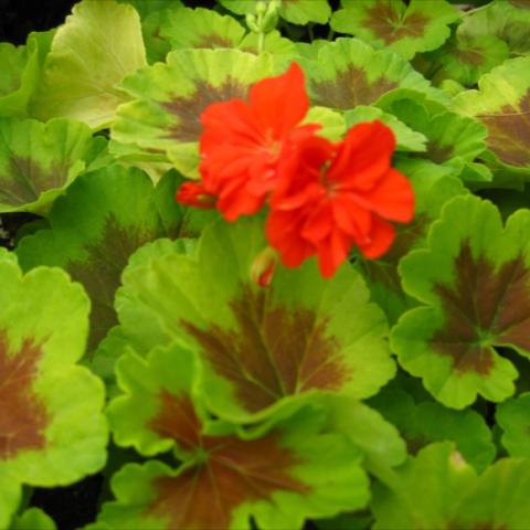 Pelargonium 'Occold Shield', bright red bloom, lime green leaf with red center