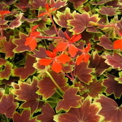 Pelargonium 'Vancouver Centennial', red flower, red and green unique leaves