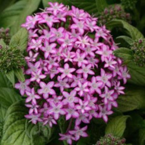 Gillterati Purple pentas, pink-lavender star-shaped flowers in a cluster