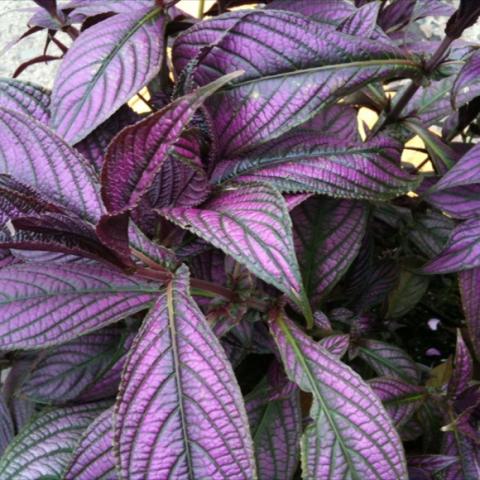Strobilanthes dyerianus, metallic purple leaves with darker veins