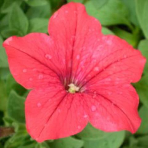 Petunia Easy Wave Red