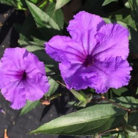 Ruellia Machu Morado, lavender wrinkly flat flowers