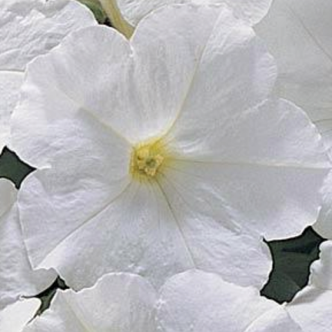Petunia Carpet White, white with a yellow throat