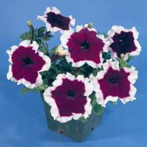 Petunia Hula Hoop Blue, dark blue-purple with white picotee edge