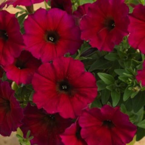 Petchoa Bordeaux, dark red to burgundy petunia