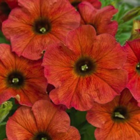 Petchoa Cinnamon, rusty orange petunia-like flowers