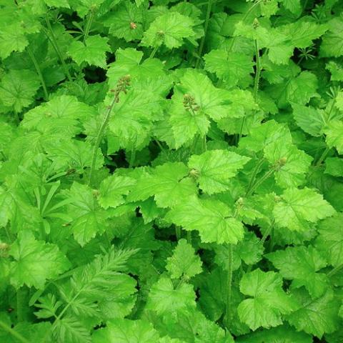 Tolmeia menziesii, green leaves with plantlets on board