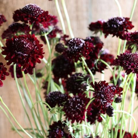 Scabiosa Black Knight, very dark red almost black